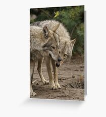 Rescued Timber Wolves 1 Greeting Card
