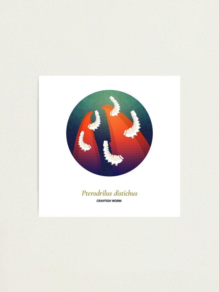 Alternate view of The Circles of Life: Crayfish Worm Photographic Print