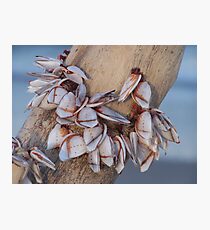 Goose Barnacles On Driftwood Photographic Print
