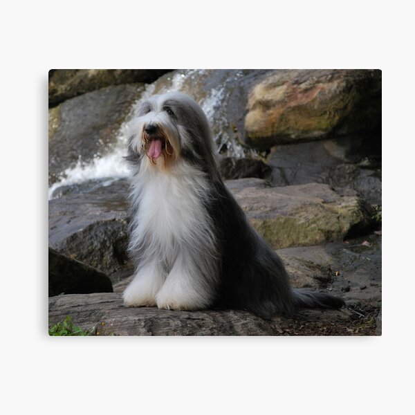 Beardie Canvas Print