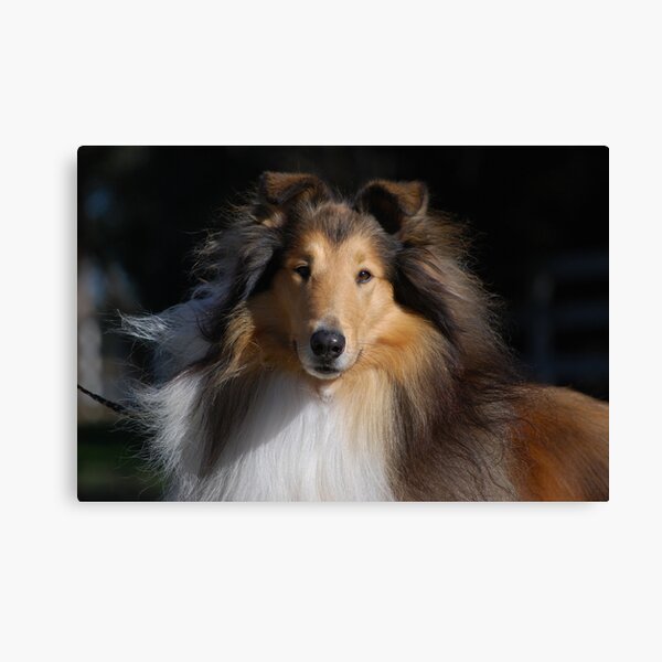 Majestic Collie Canvas Print