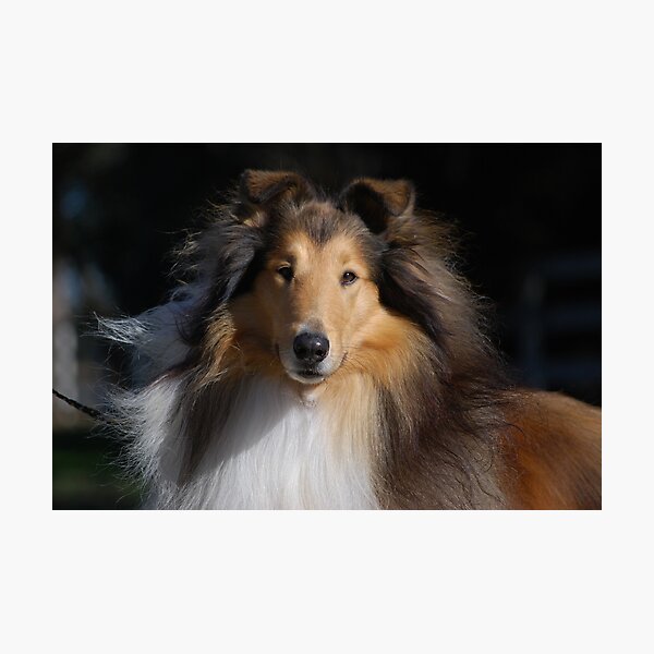 Majestic Collie Photographic Print