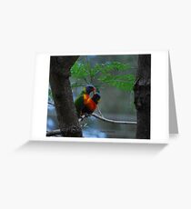 Rainbow Lorikeets - Adult & Baby Greeting Card