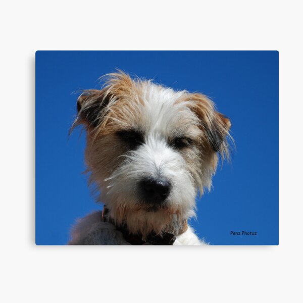Jack Russell Terrier Canvas Print