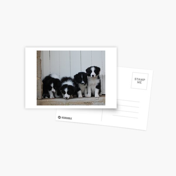 Border Collie puppies Postcard