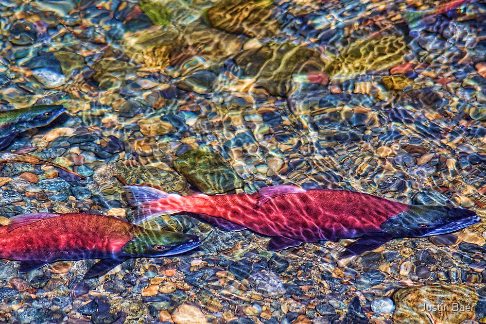 "Life Cycle of the Kokanee Salmon" by Justin Baer | Redbubble
