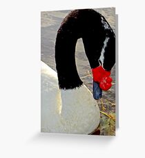 Black-necked Swans Bow Greeting Card