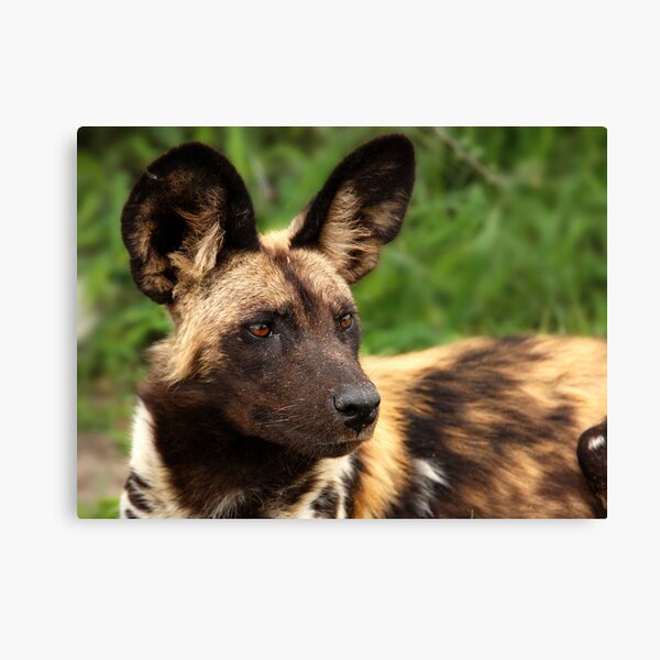 African Painted Wolf Canvas Print