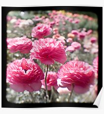Pink Ranunculus - Los Angeles, California Poster