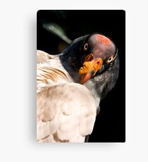 Gazing Canvas Print