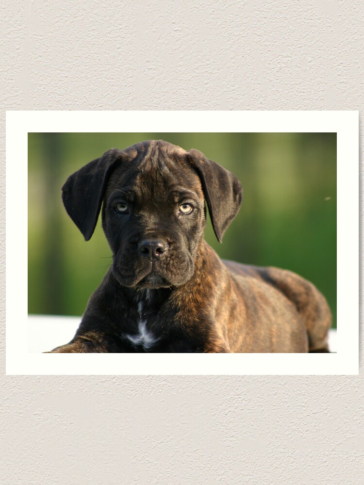 Baby Cane Corso Art Print