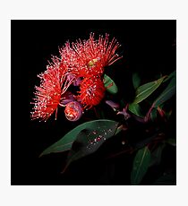 Flowering Gum Photographic Print