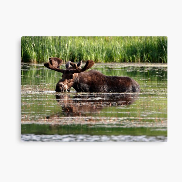 Aquatic Moose Canvas Print