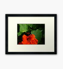 Bumble Bee Framed Print