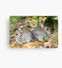 Baby Bunnies Canvas Print