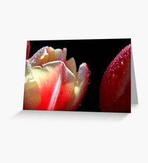 Tulips Macro. Greeting Card