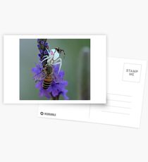 Crab Spider Postcards