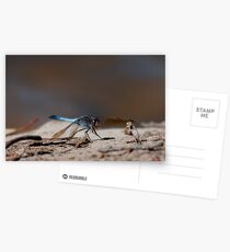 Dragonfly Postcards