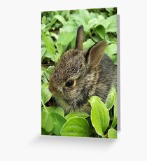 Sweet Baby Rabbit Greeting Card