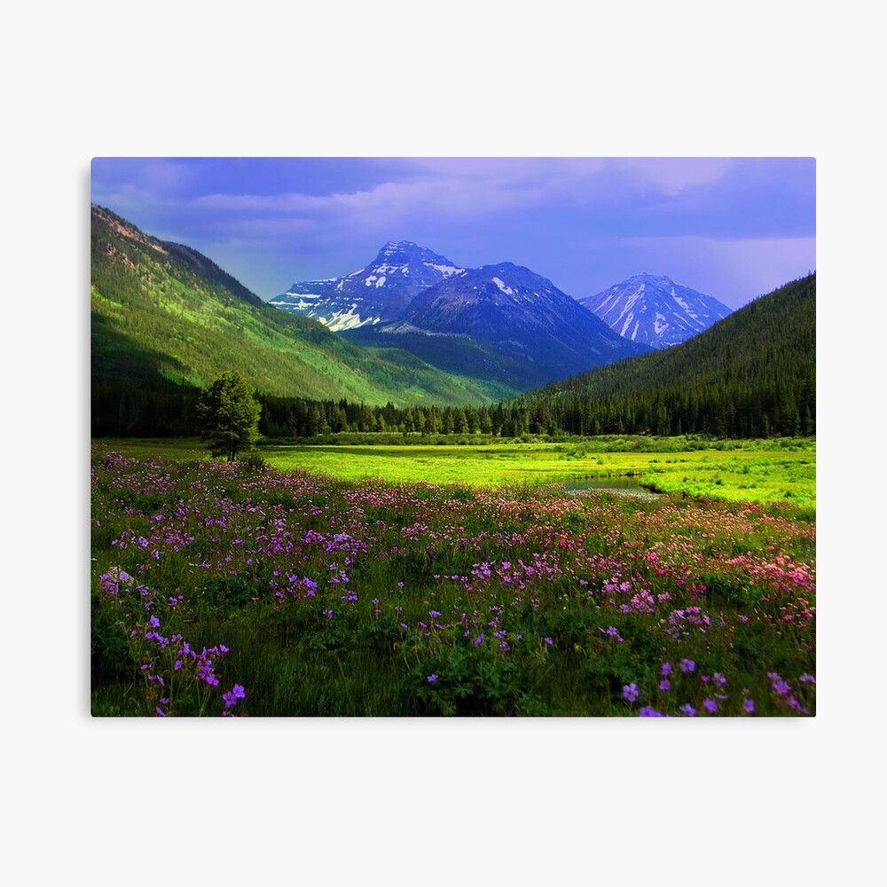 Christmas Meadows Canvas Print