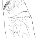 #lineart #blackandwhite #monochrome #figuredrawing #chalkout #illustration #vector #art #design #outline #sketch #scribble #vertical #whitecolor #drawingartproduct #livingorganism #inarow by znamenski