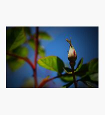 New Photographic Print