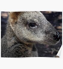 Kangaroo Poster