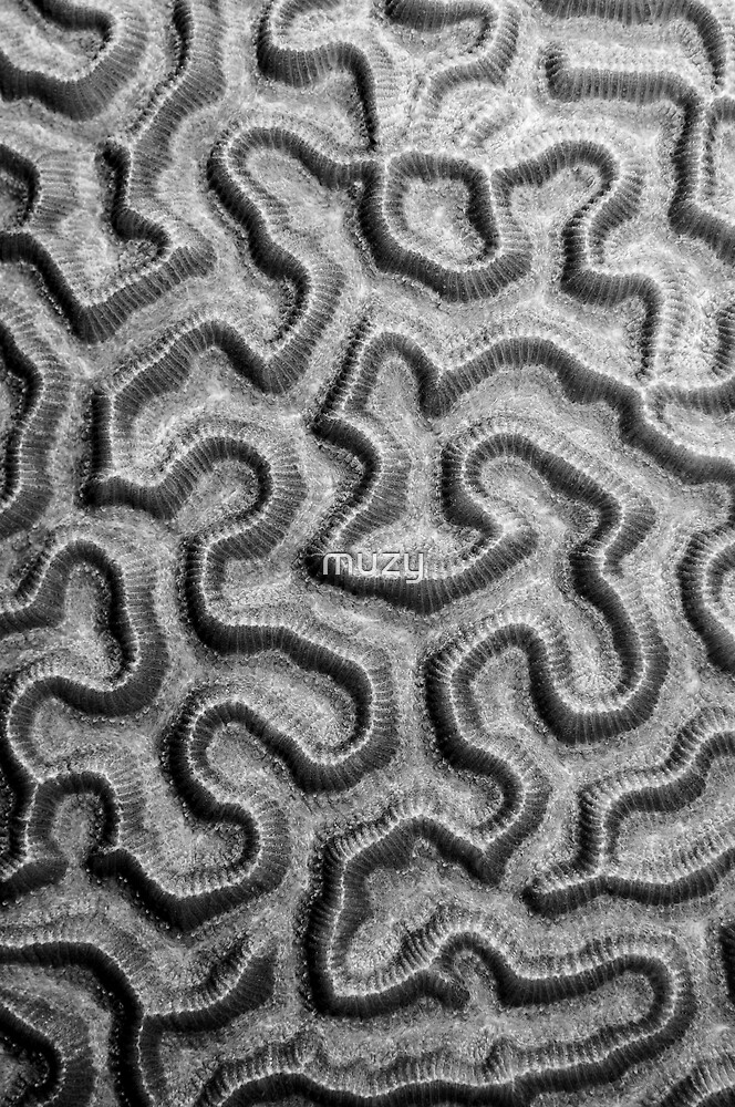 "Brain Coral Pattern" by muzy Redbubble