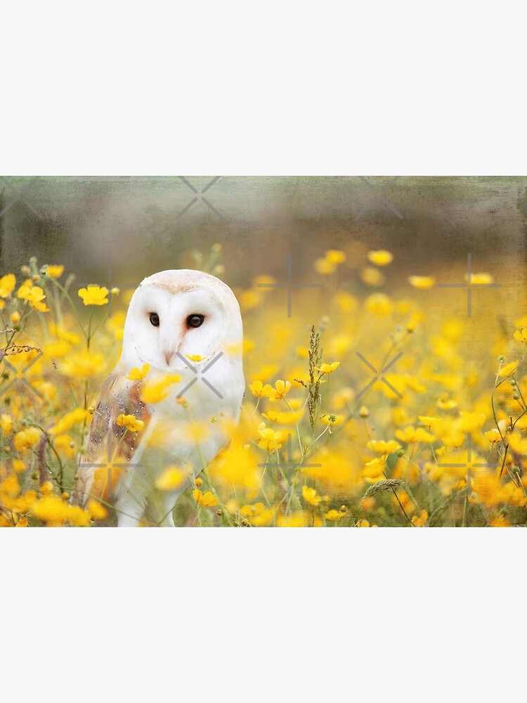 Barn Owl by Amanda-Lakey