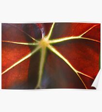 Rays and red in the sun Poster