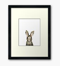 Little Rabbit Framed Print
