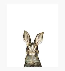 Little Rabbit Photographic Print