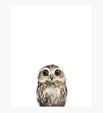 Little Owl Photographic Print
