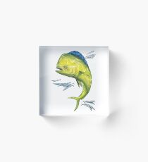 Mahi Mahi and baitfish Acrylic Block