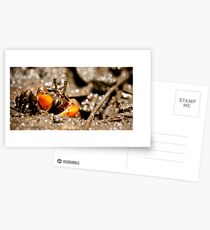 Camouflage? Postcards