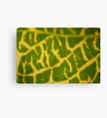 Rivers of yellow Canvas Print