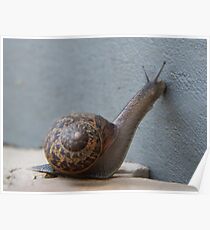 Snail Poster