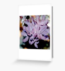 Purple Wattle Leaves Greeting Card