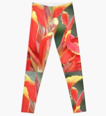 Autumn garden, Victoria. Leggings