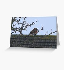 Redwing Greeting Card