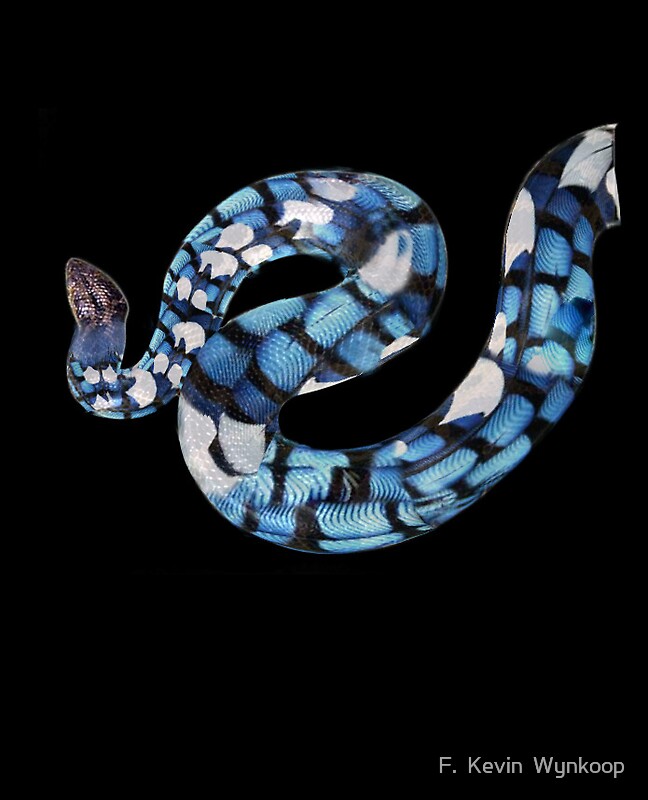 "Blue Jay Anaconda" by F. Kevin Wynkoop | Redbubble