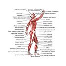#Muscle, #shoulder, #standing, #arm, #abdomen, #human #leg, #illustration by znamenski