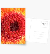 Red & Yellow Gerbera Postcards