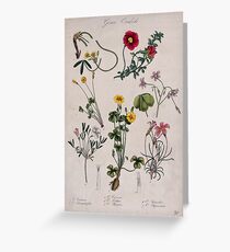 Seven flowering plants, all species of the genus Oxalis. Coloured lithograph. Greeting Card