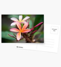 Mothers Love Them Postcards