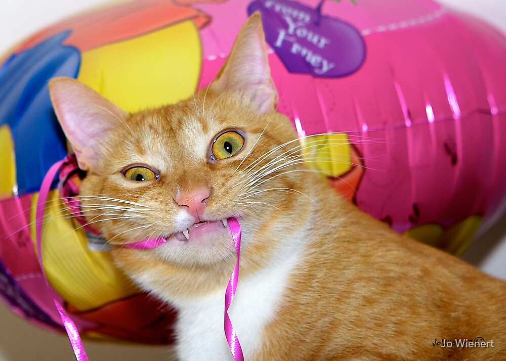 Кот на шаре. Кошка с воздушными шариками. Котенок котэ шарики. Играющие котята гиф. Кот на воздушных шариках.