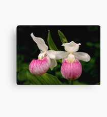 Showy Lady Slipper Canvas Print