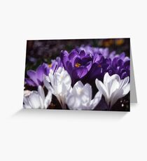 Crocus Greeting Card
