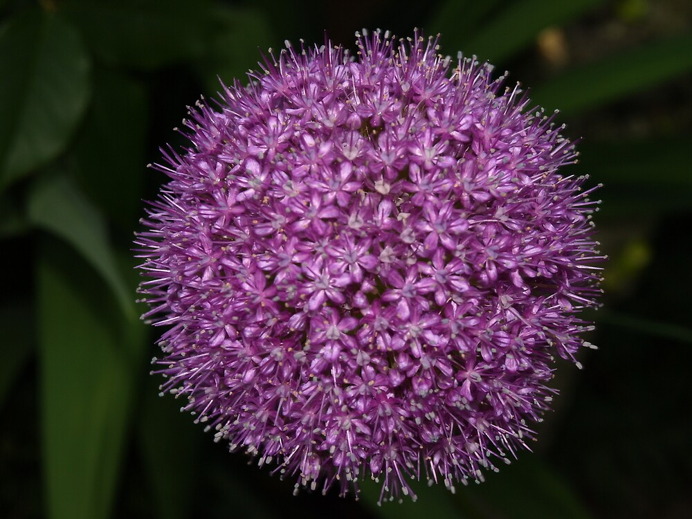 "Purple Onion Flower" by Sarah Veacock Redbubble