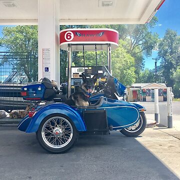 Dog sidecar store for sale